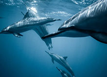 FIBA三篮官方社媒分享中国队花絮:大家加油呀